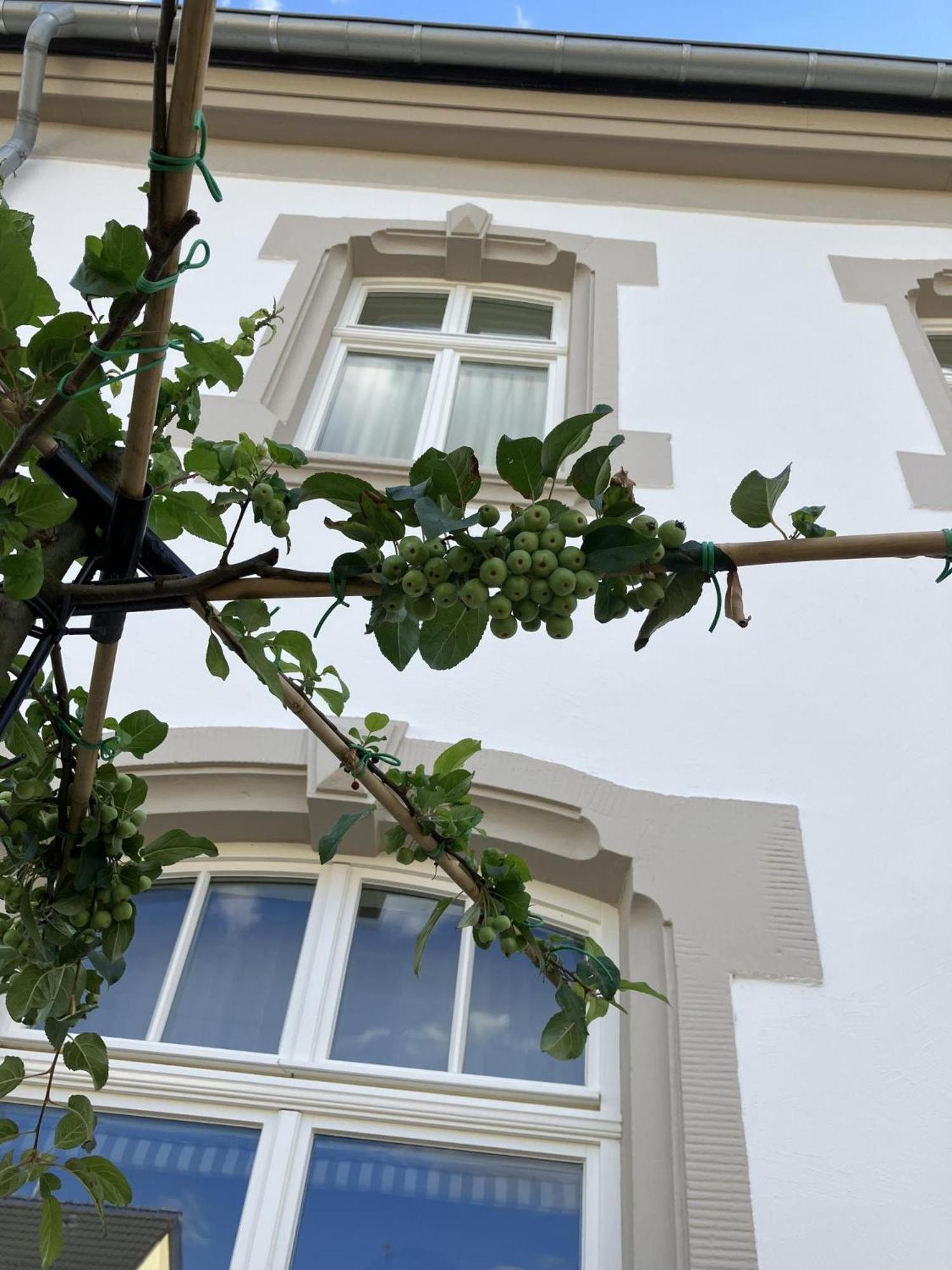 Gaestehaus Cantzheim Kanzem ภายนอก รูปภาพ